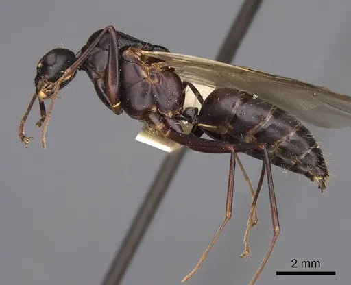Camponotus vicinus specimen CASENT0923039 image casent0923039_3