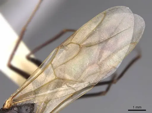 Camponotus vicinus specimen CASENT0923039 image casent0923039_4