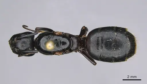 Camponotus vicinus specimen CASENT0923680 image casent0923680_1