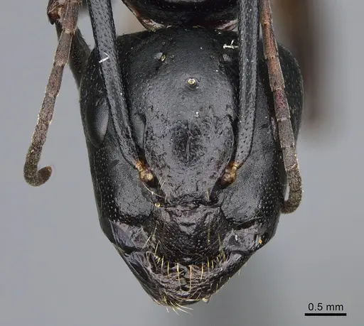 Camponotus vicinus specimen CASENT0923680 image casent0923680_2