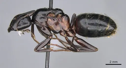 Camponotus vicinus specimen CASENT0923680 image casent0923680_3