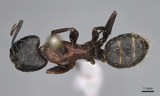 Camponotus vicinus specimen CASENT0923681 image casent0923681_1