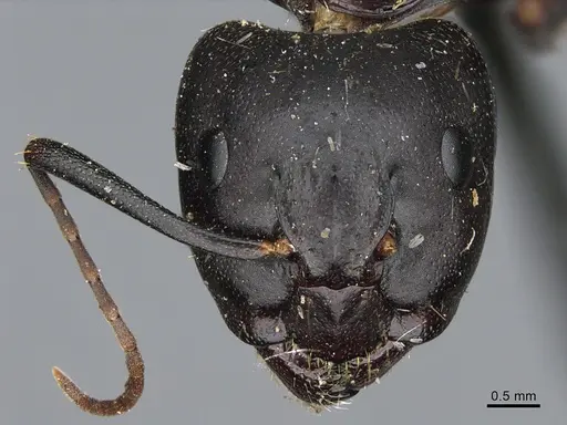 Camponotus vicinus specimen CASENT0923681 image casent0923681_2