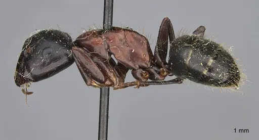 Camponotus vicinus specimen CASENT0923681 image casent0923681_3