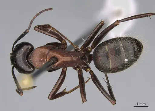 Camponotus vicinus specimen CASENT0923682 image casent0923682_1