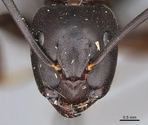 Camponotus vicinus specimen CASENT0923682 image casent0923682_2