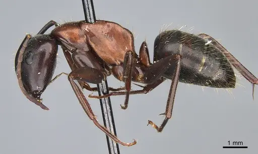Camponotus vicinus specimen CASENT0923682 image casent0923682_3