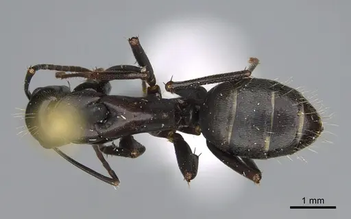 Camponotus vicinus specimen CASENT0923683 image casent0923683_1