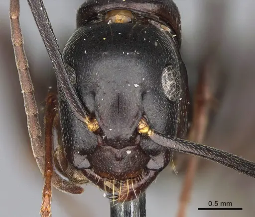 Camponotus vicinus specimen CASENT0923683 image casent0923683_2