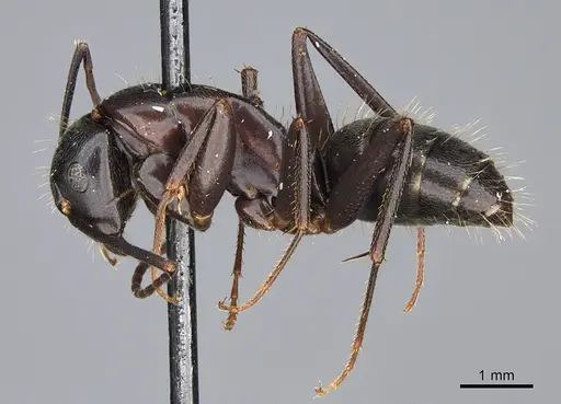Camponotus vicinus specimen CASENT0923683 image casent0923683_3