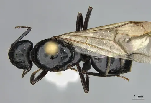 Camponotus vicinus specimen CASENT0923684 image casent0923684_1