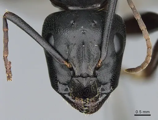 Camponotus vicinus specimen CASENT0923684 image casent0923684_2