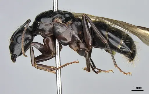 Camponotus vicinus specimen CASENT0923684 image casent0923684_3