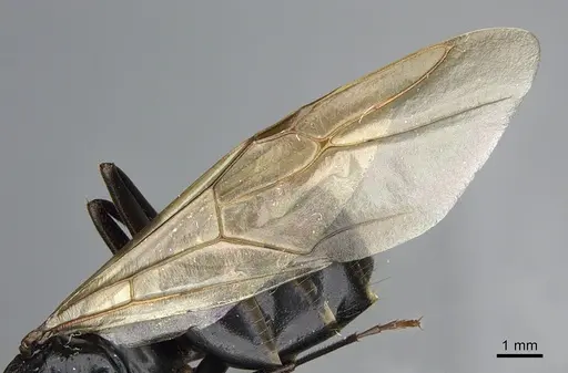 Camponotus vicinus specimen CASENT0923684 image casent0923684_4