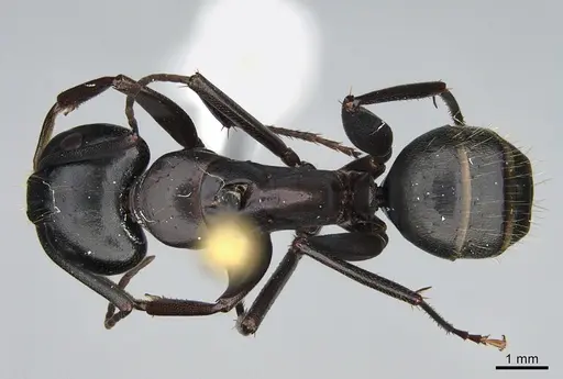 Camponotus vicinus specimen CASENT0923685 image casent0923685_1