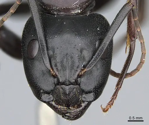 Camponotus vicinus specimen CASENT0923685 image casent0923685_2