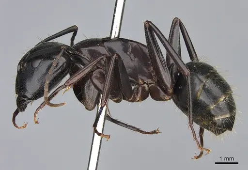 Camponotus vicinus specimen CASENT0923685 image casent0923685_3