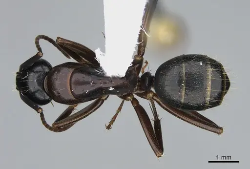Camponotus vicinus specimen CASENT0923686 image casent0923686_1