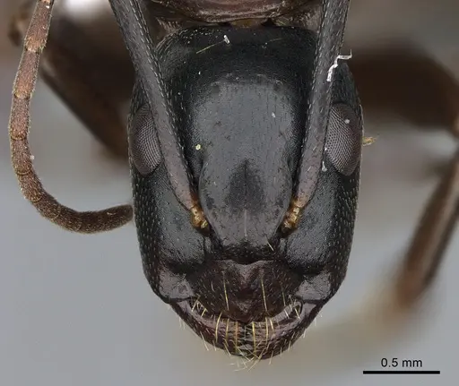 Camponotus vicinus specimen CASENT0923686 image casent0923686_2