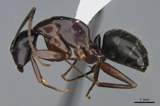 Camponotus vicinus specimen CASENT0923686 image casent0923686_3