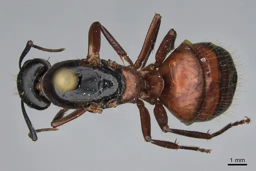 Camponotus vicinus specimen CASENT0923687 image casent0923687_1