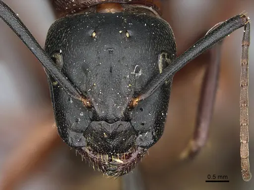 Camponotus vicinus specimen CASENT0923687 image casent0923687_2