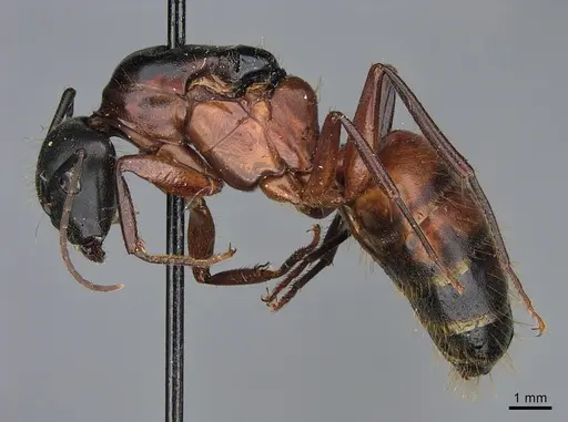 Camponotus vicinus specimen CASENT0923687 image casent0923687_3