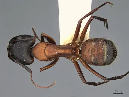 Camponotus vicinus specimen CASENT0923688 image casent0923688_1
