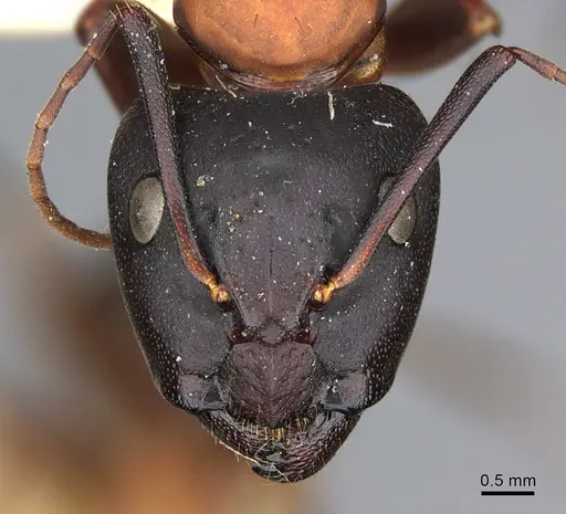 Camponotus vicinus specimen CASENT0923688 image casent0923688_2