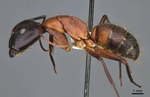Camponotus vicinus specimen CASENT0923688 image casent0923688_3