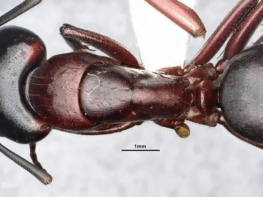 Camponotus vicinus specimen CASENT4031320 image casent4031320_1