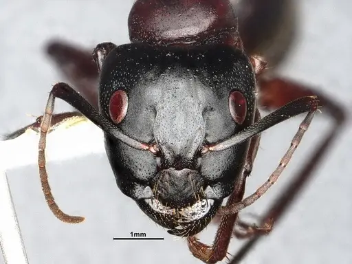 Camponotus vicinus specimen CASENT4031320 image casent4031320_2