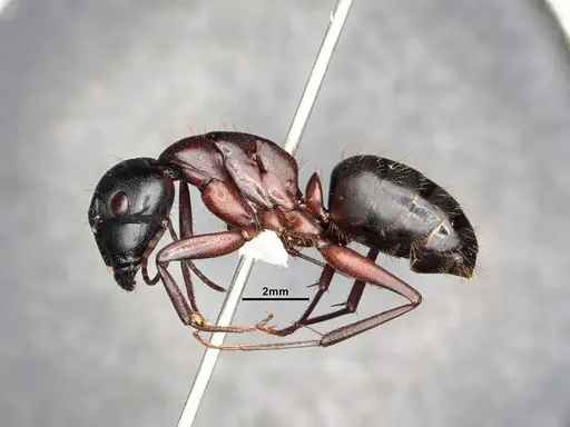 Camponotus vicinus specimen CASENT4031320 image casent4031320_3