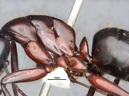 Camponotus vicinus specimen CASENT4031320 image casent4031320_4