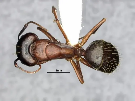 Camponotus vicinus specimen CASENT4031441 image casent4031441_1