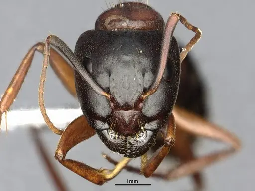 Camponotus vicinus specimen CASENT4031441 image casent4031441_2