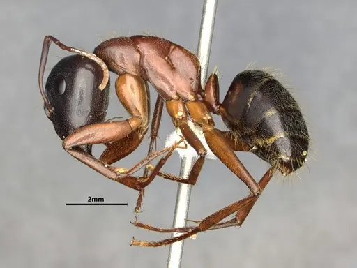 Camponotus vicinus specimen CASENT4031441 image casent4031441_3
