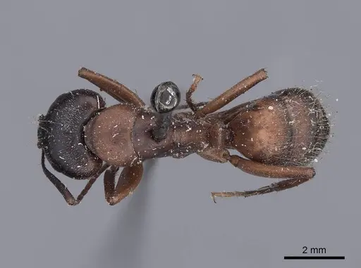 Camponotus vicinus specimen FMNHINS0000045948 image fmnhins0000045948_1