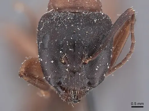 Camponotus vicinus specimen FMNHINS0000045948 image fmnhins0000045948_2