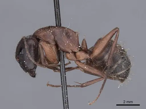 Camponotus vicinus specimen FMNHINS0000045948 image fmnhins0000045948_3