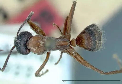 Camponotus vicinus specimen FOCOL0117 image focol0117_1