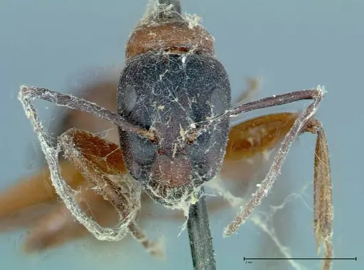Camponotus vicinus specimen FOCOL0117 image focol0117_2