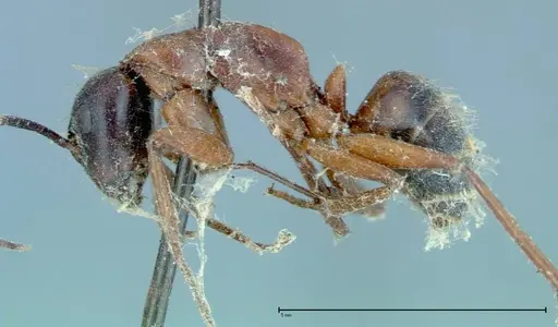 Camponotus vicinus specimen FOCOL0117 image focol0117_3