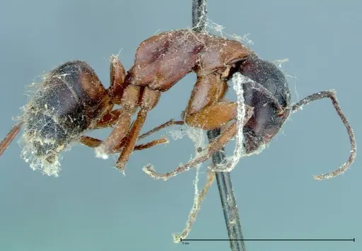 Camponotus vicinus specimen FOCOL0117 image focol0117_4