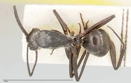 Camponotus viehmeyeri specimen FOCOL0460 image focol0460_1