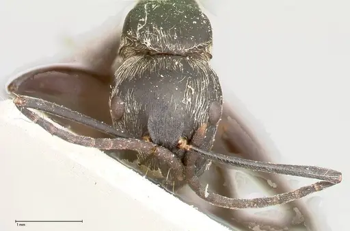 Camponotus viehmeyeri specimen FOCOL0460 image focol0460_2