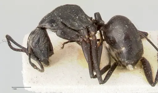 Camponotus viehmeyeri specimen FOCOL0460 image focol0460_3