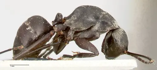 Camponotus viehmeyeri specimen FOCOL0460 image focol0460_4
