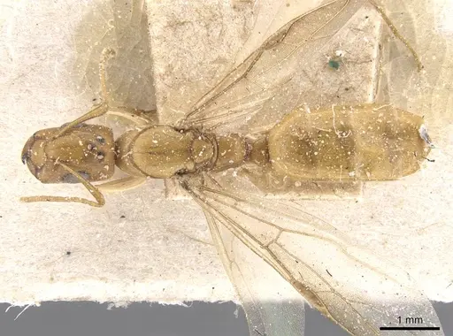 Camponotus viri specimen CASENT0911673 image casent0911673_1