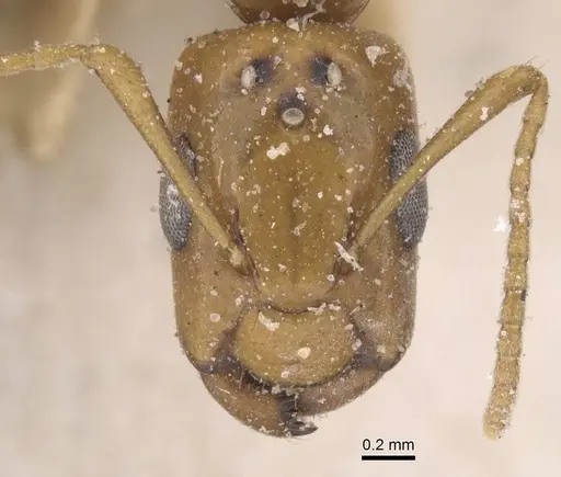 Camponotus viri specimen CASENT0911673 image casent0911673_2